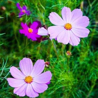 722cc大发彩神手机app下载